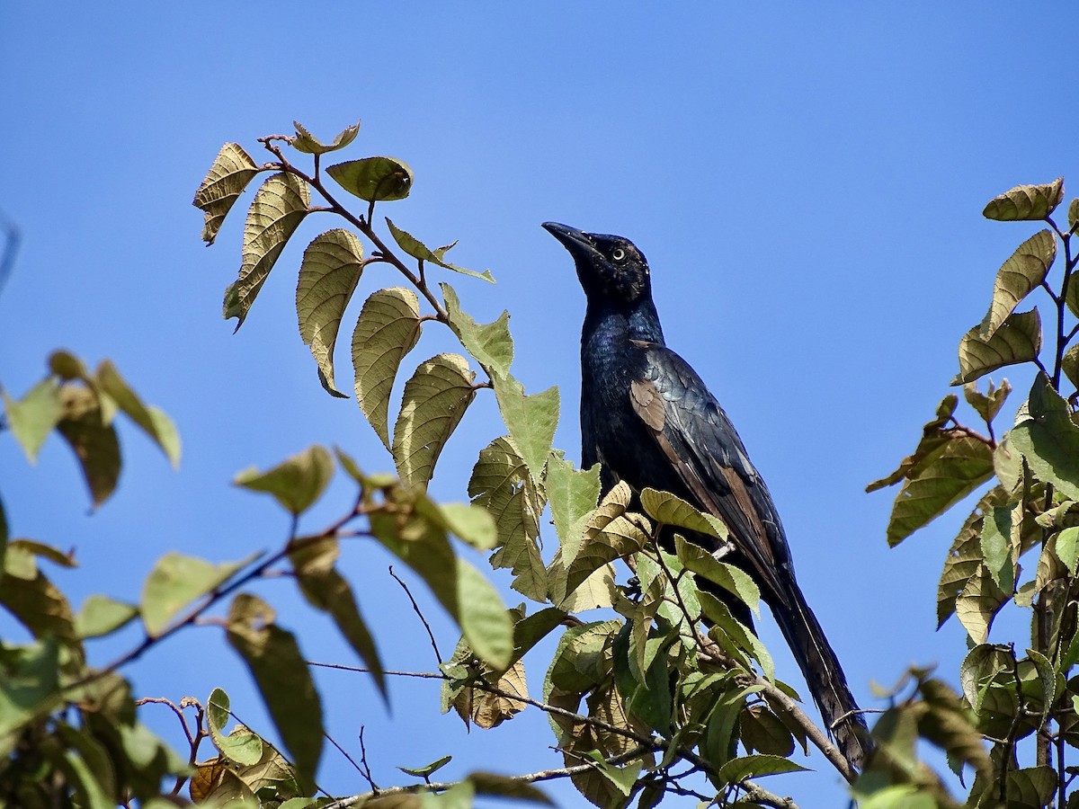 Great-tailed Grackle - ML620073825