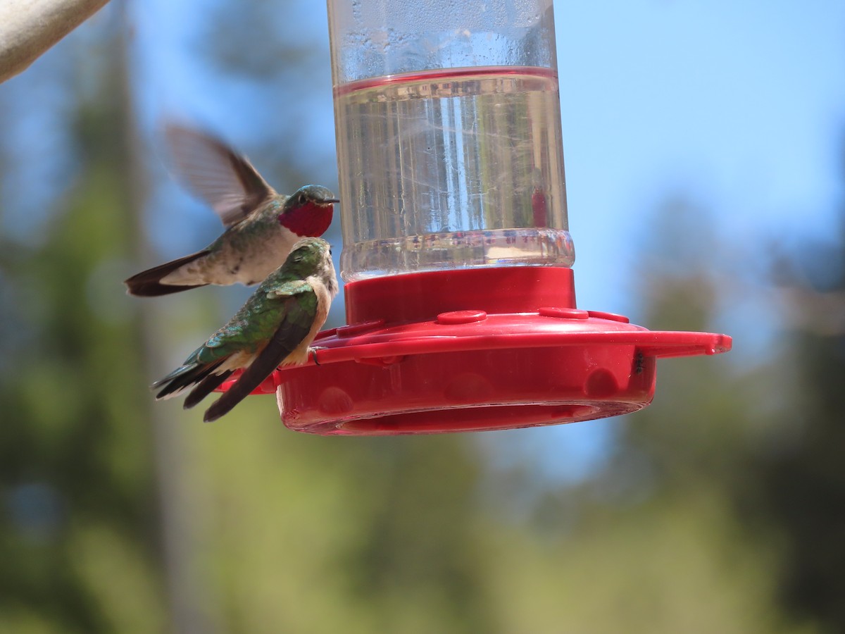 Broad-tailed Hummingbird - ML620073827