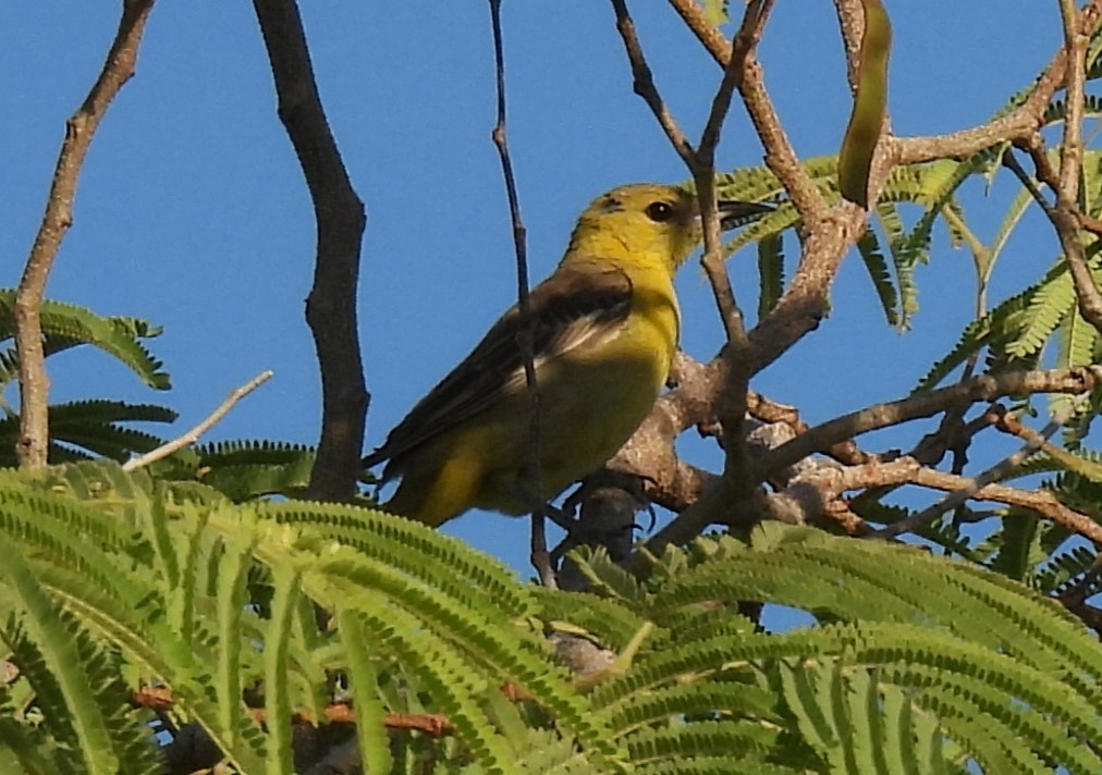 Hooded Oriole - Julie Furgason