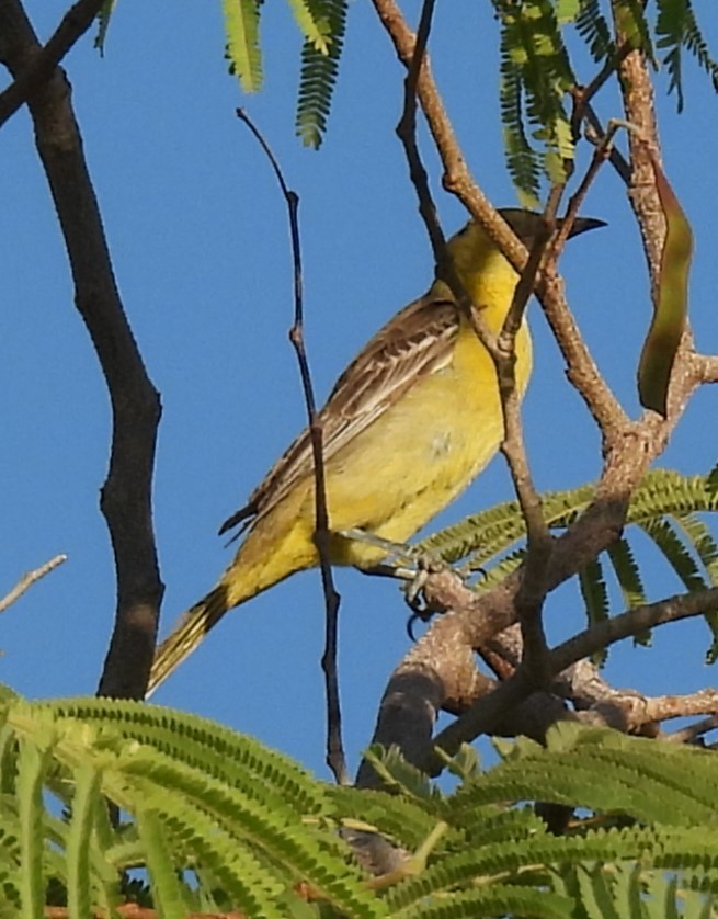 Hooded Oriole - ML620073830