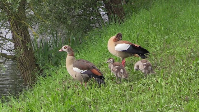 Nilgans - ML620073832