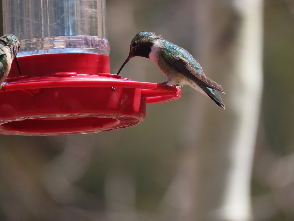 Broad-tailed Hummingbird - Mike & Angela Stahl