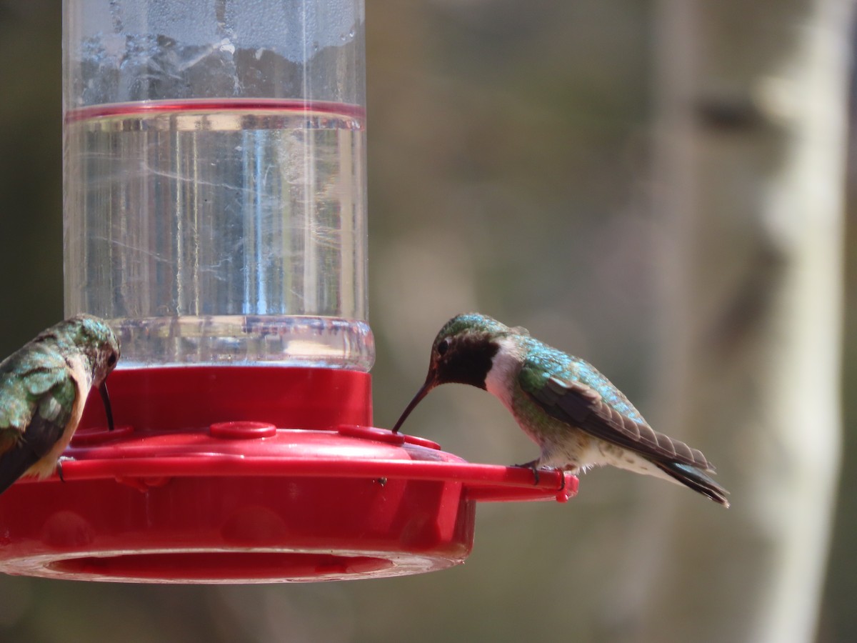 Broad-tailed Hummingbird - ML620073859