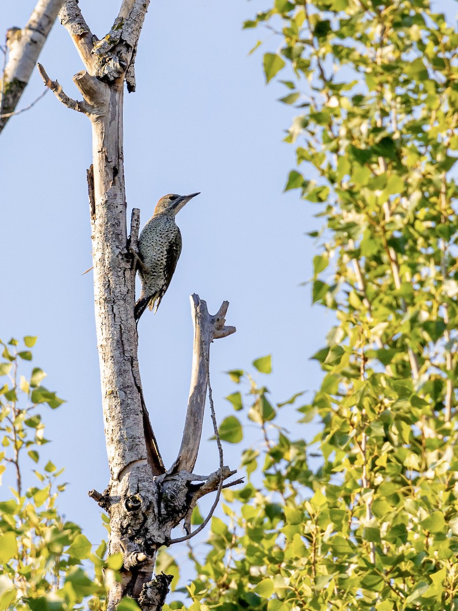 Iberian Green Woodpecker - Antonio M Abella