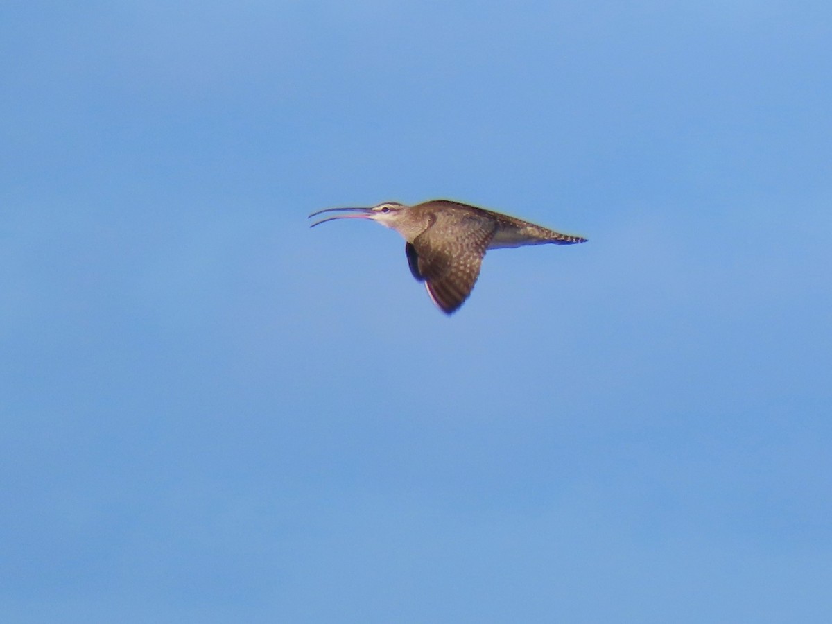 Regenbrachvogel (hudsonicus) - ML620073866