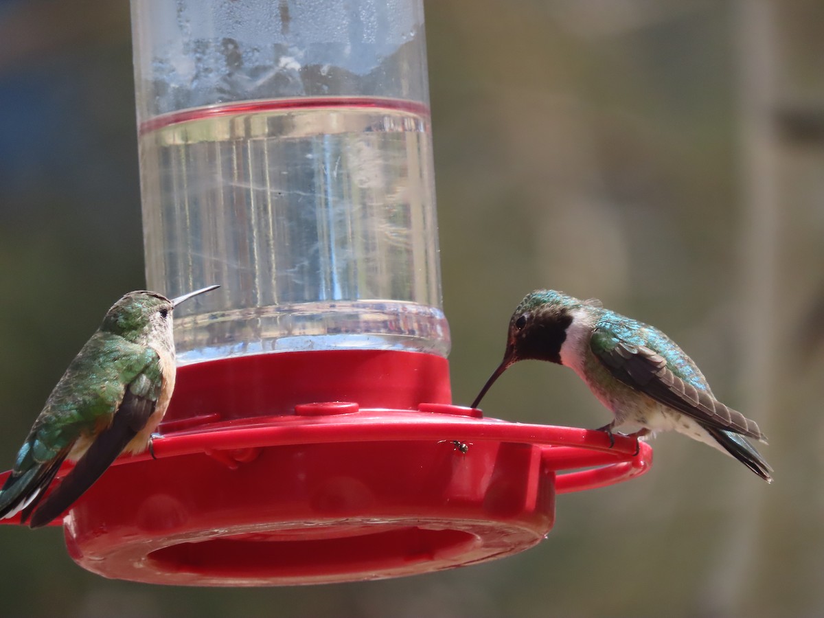 Broad-tailed Hummingbird - ML620073875