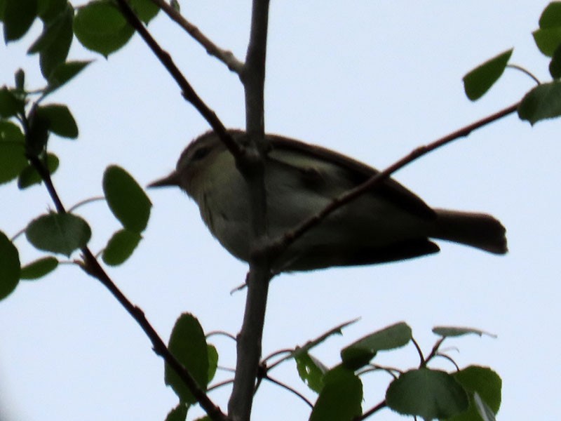 Warbling Vireo - ML620073877