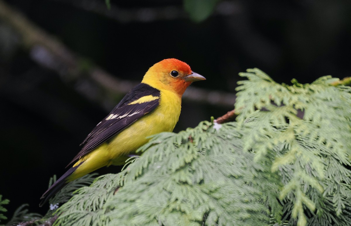 Western Tanager - ML620073882