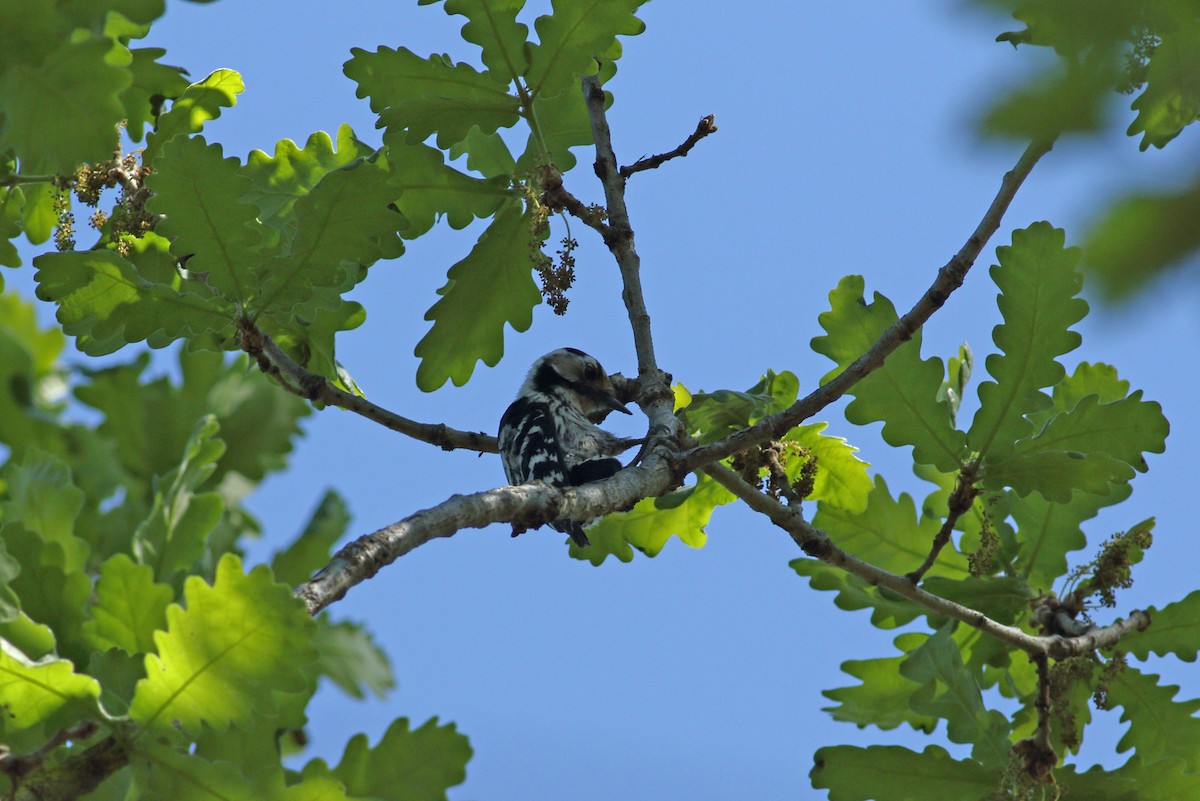 Lesser Spotted Woodpecker - ML620073897