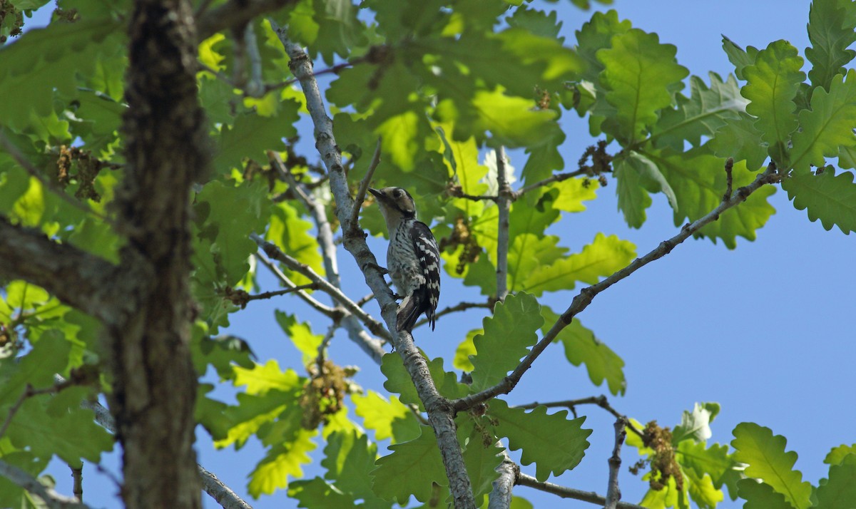 Lesser Spotted Woodpecker - ML620073903