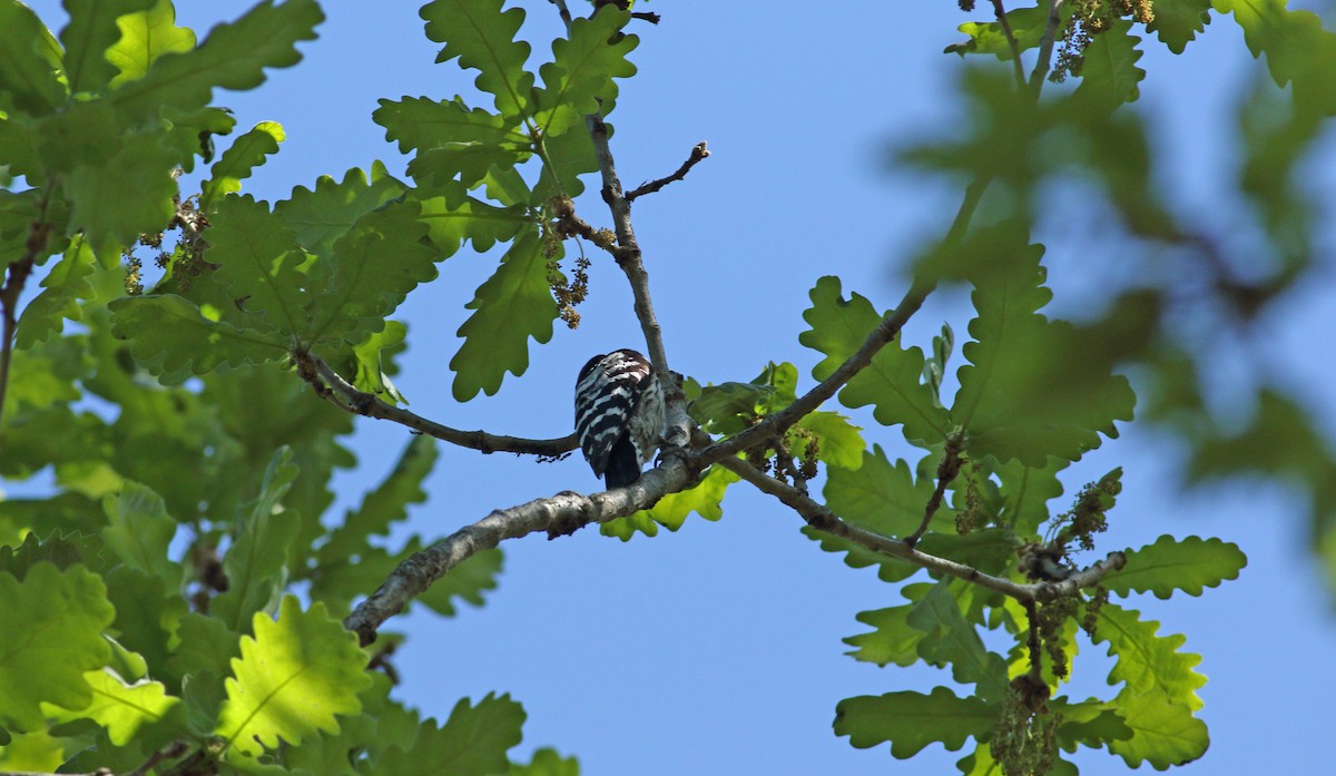 Lesser Spotted Woodpecker - ML620073904