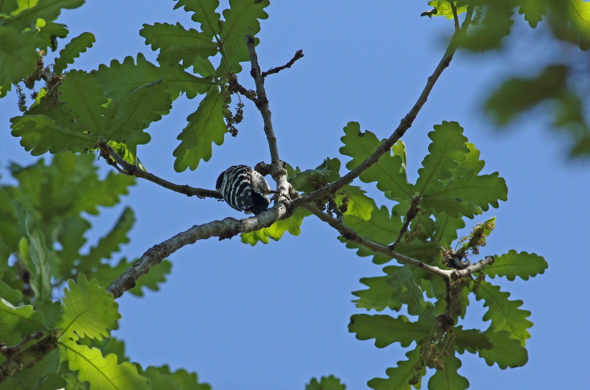 Lesser Spotted Woodpecker - ML620073905