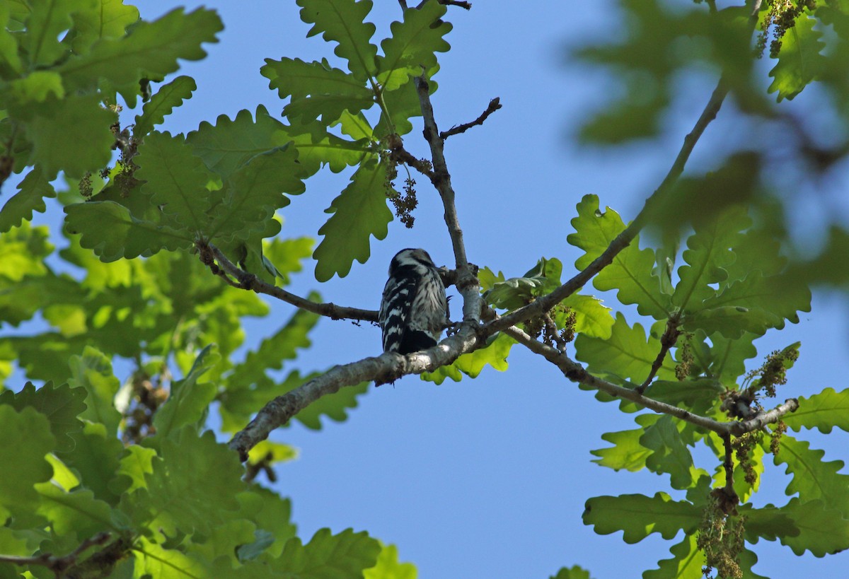 Lesser Spotted Woodpecker - ML620073906