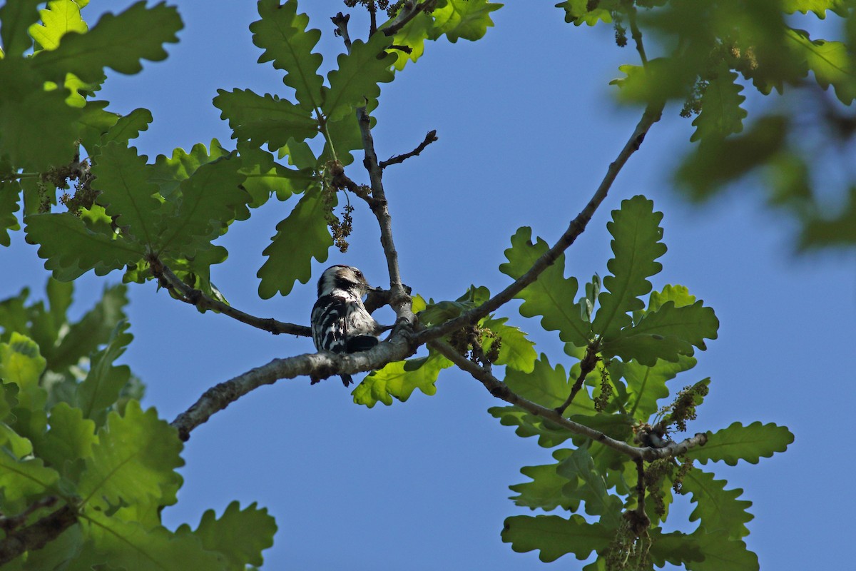 Lesser Spotted Woodpecker - ML620073907
