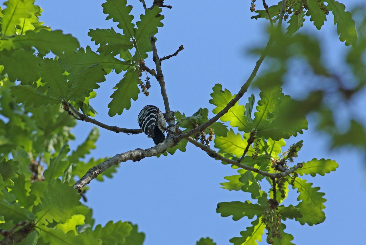 Lesser Spotted Woodpecker - ML620073908
