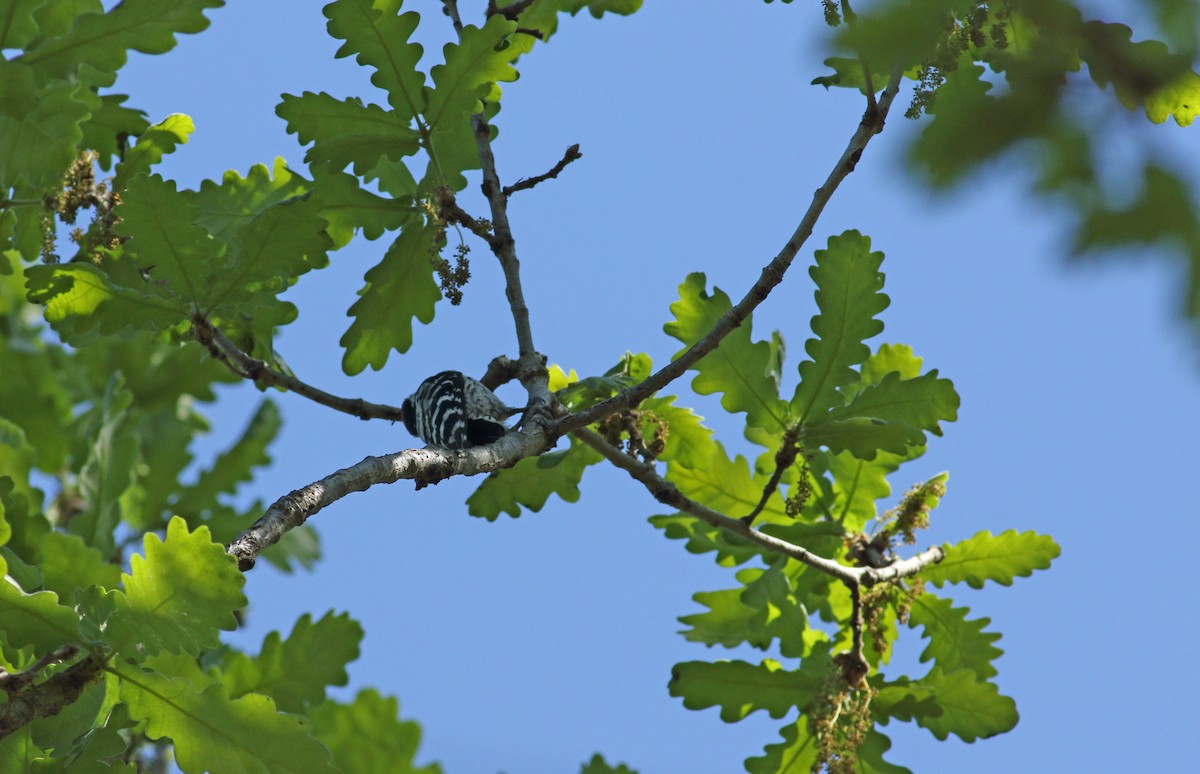 Lesser Spotted Woodpecker - ML620073910