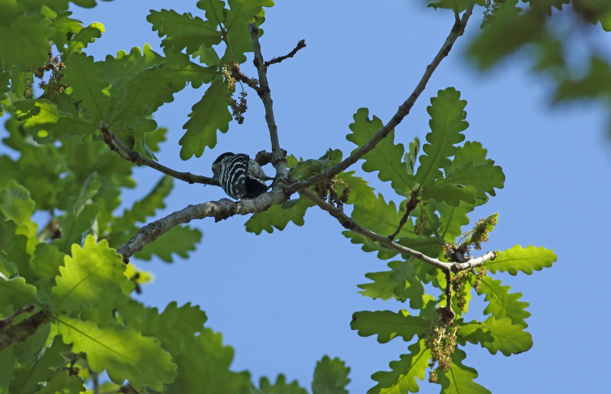 Lesser Spotted Woodpecker - ML620073911