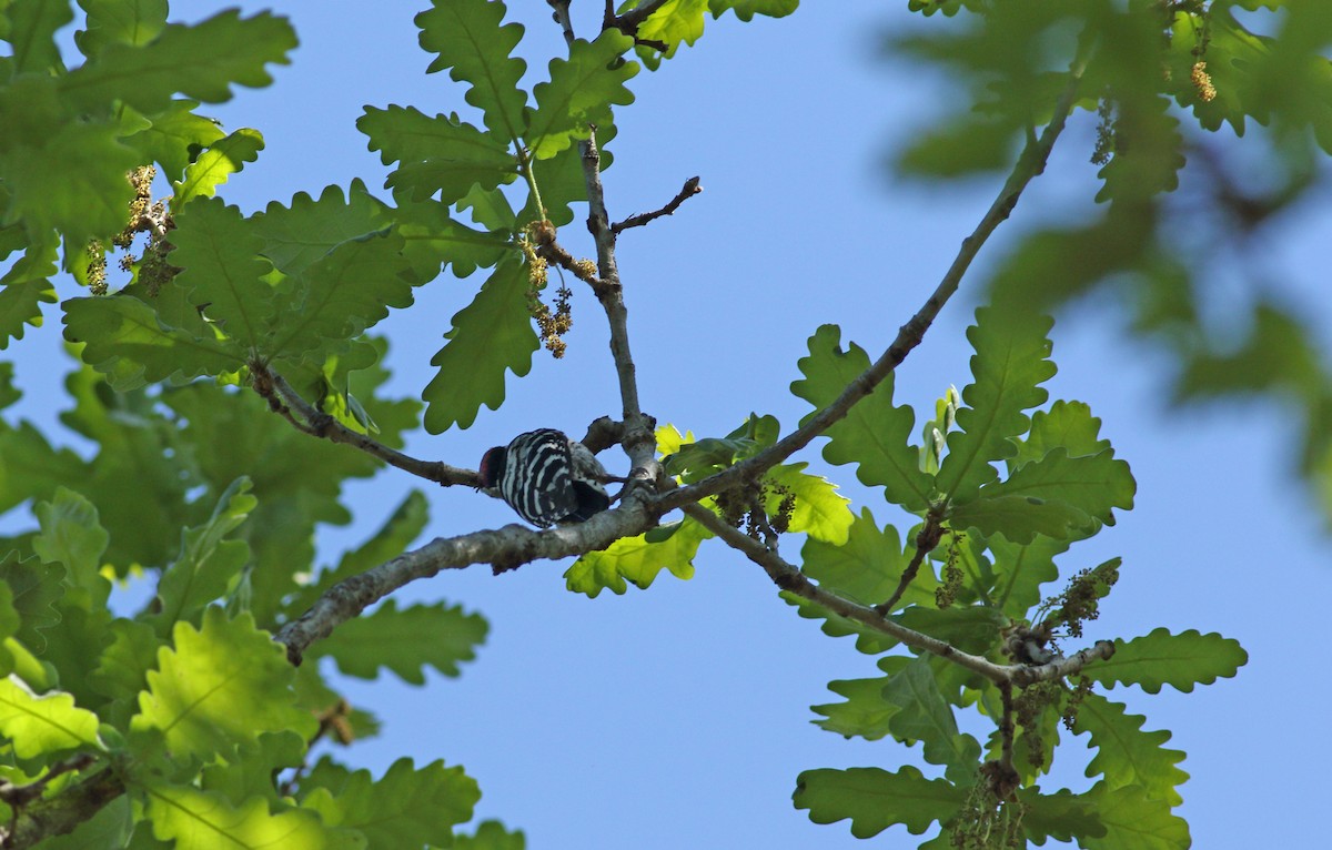 Lesser Spotted Woodpecker - ML620073912