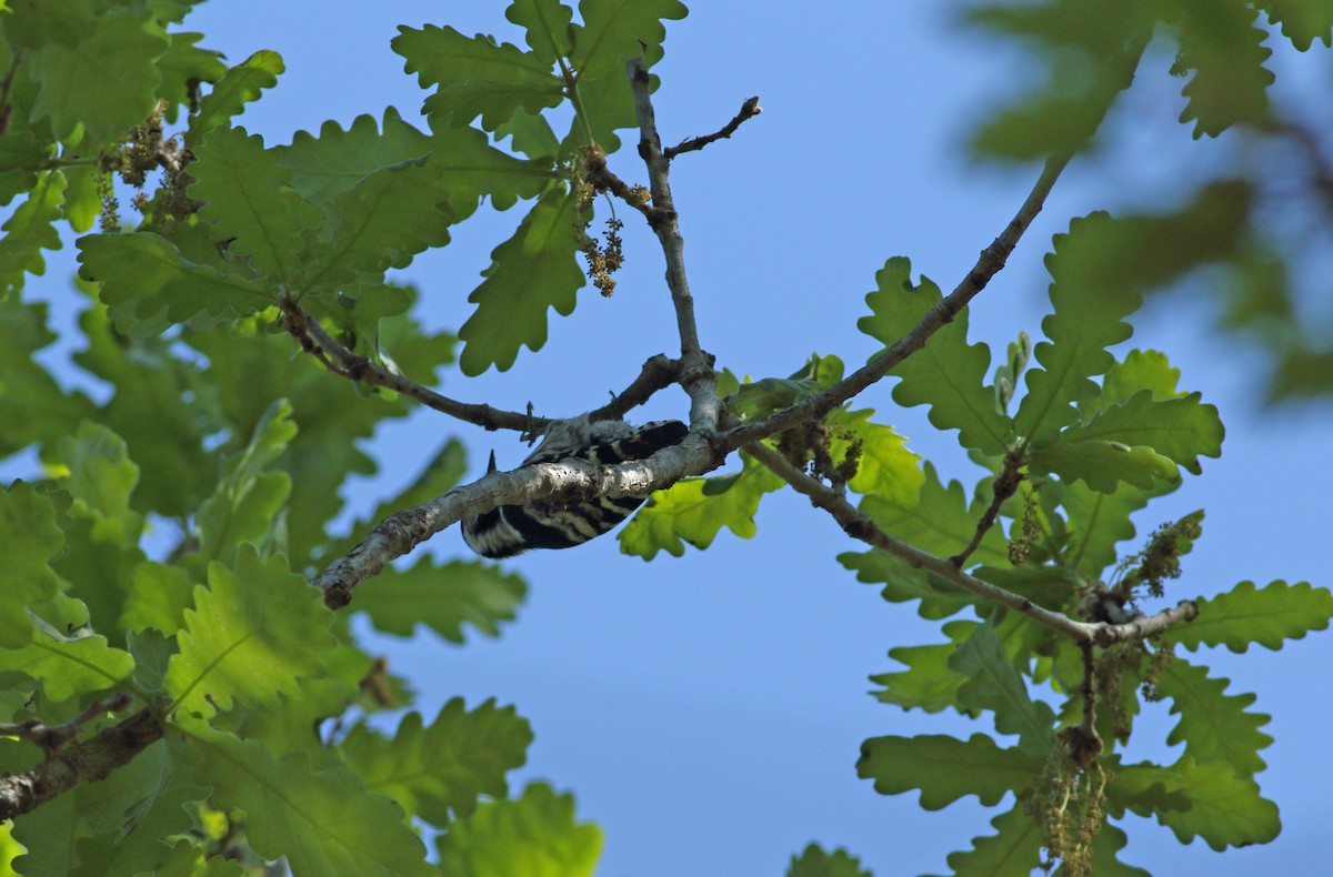 Lesser Spotted Woodpecker - ML620073913