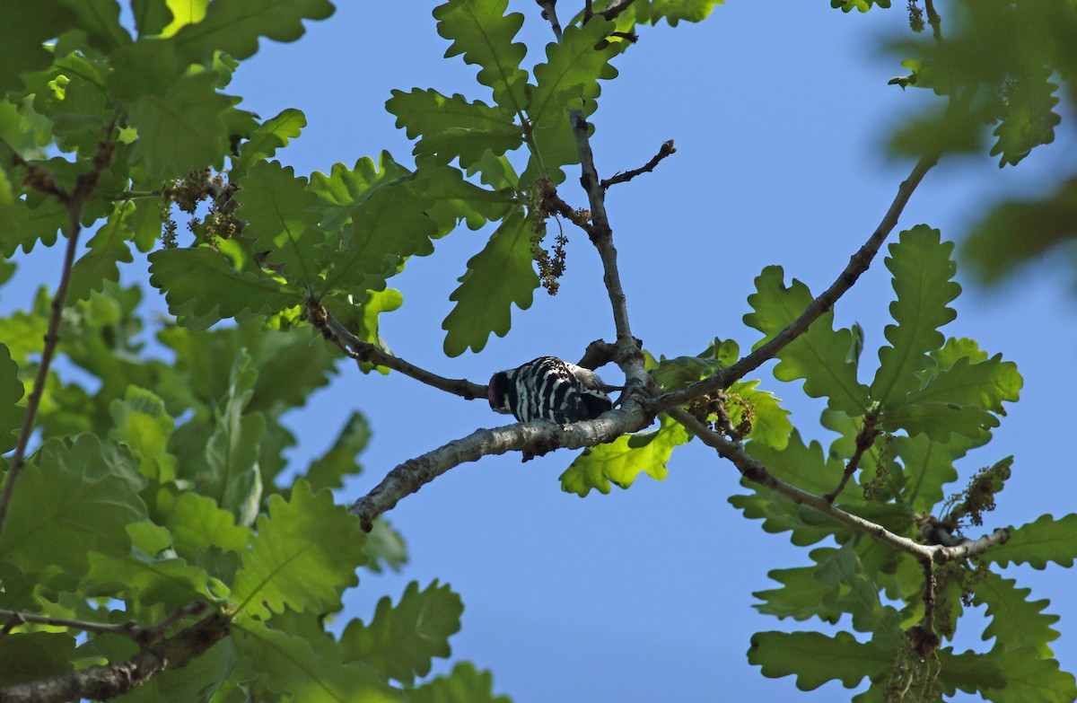 Lesser Spotted Woodpecker - ML620073914