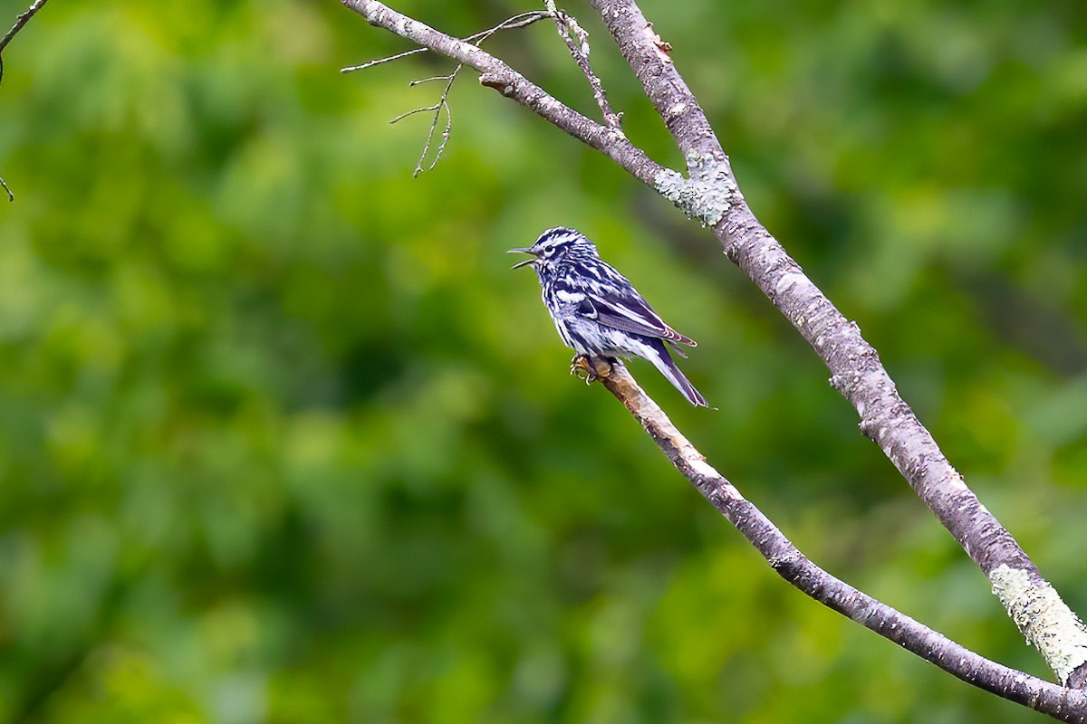 Black-and-white Warbler - ML620073927