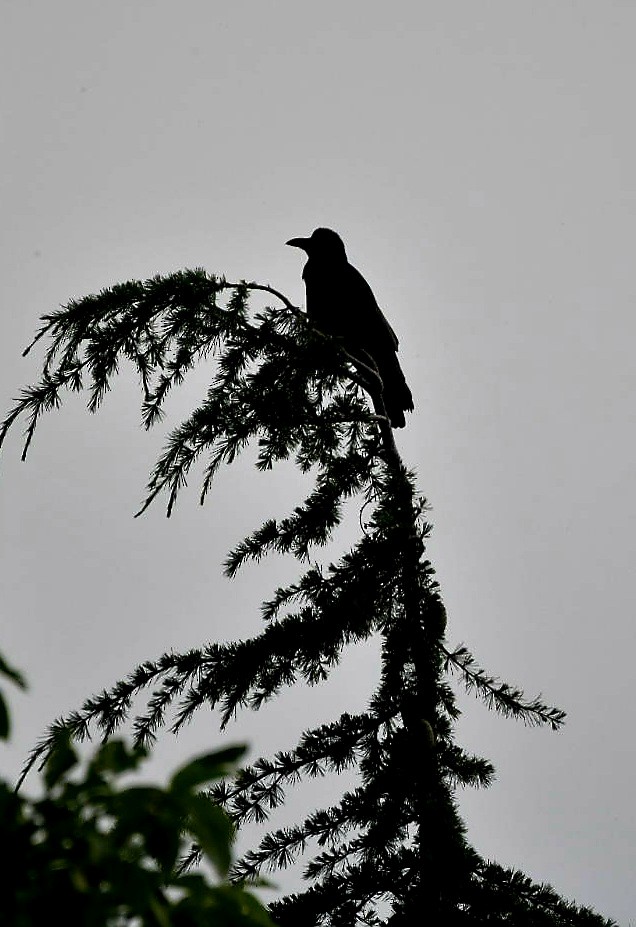 Large-billed Crow - ML620073931