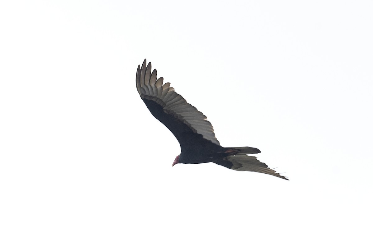 Turkey Vulture - ML620073939