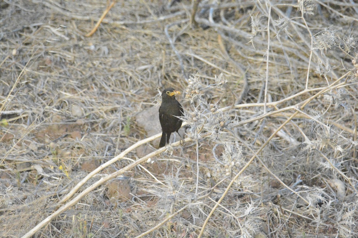 Eurasian Blackbird - ML620073964