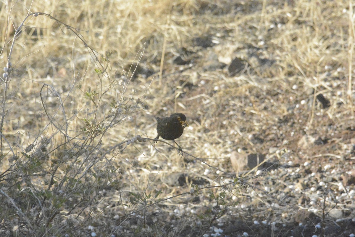 Eurasian Blackbird - ML620073965