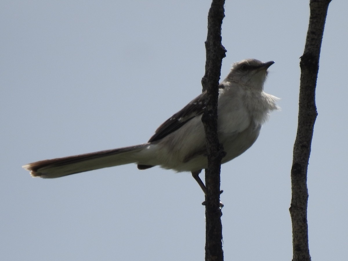 Northern Mockingbird - ML620073974