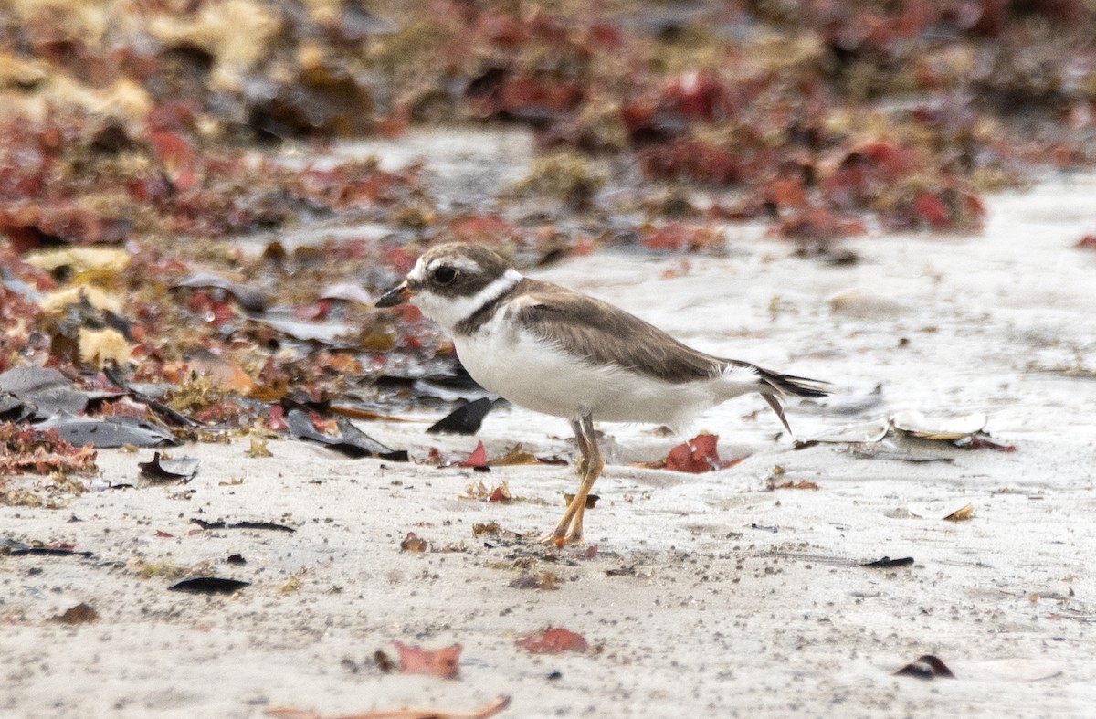 Semipalmated Plover - ML620073987