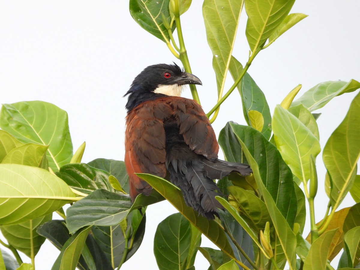 Blue-headed Coucal - ML620074006