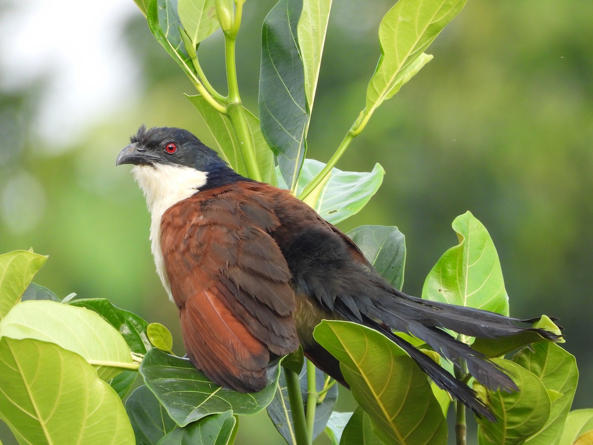 Coucal à nuque bleue - ML620074008