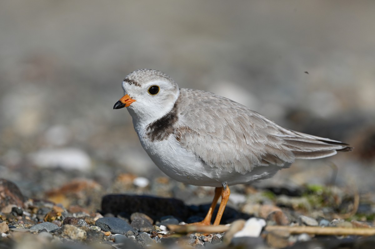 Piping Plover - ML620074028