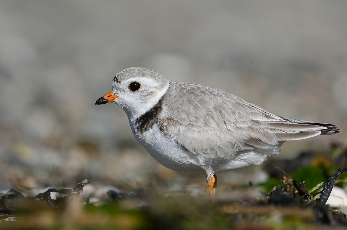 Piping Plover - ML620074032