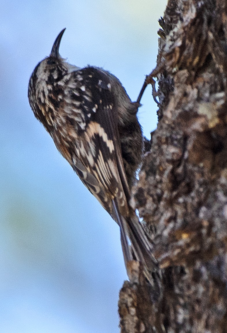 Brown Creeper (albescens/alticola) - ML620074034