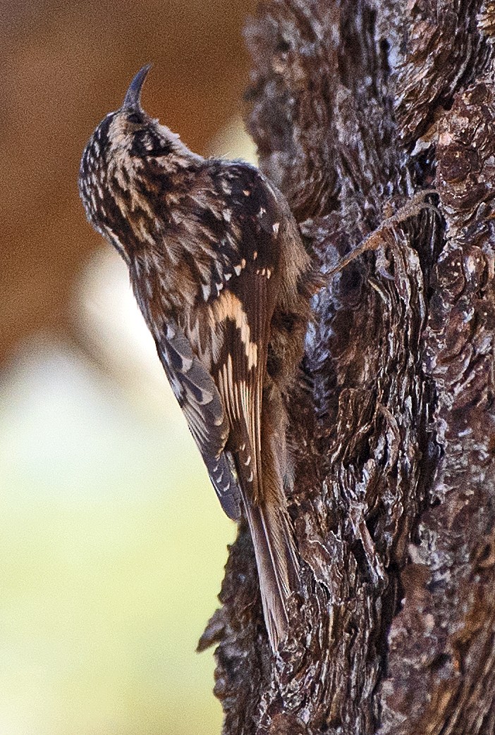 Brown Creeper (albescens/alticola) - Kenneth Butler