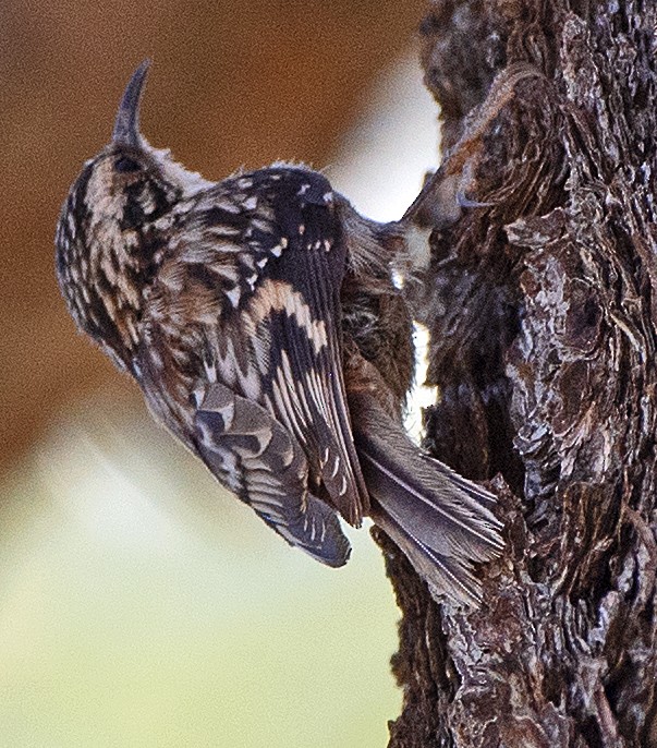 Brown Creeper (albescens/alticola) - ML620074036