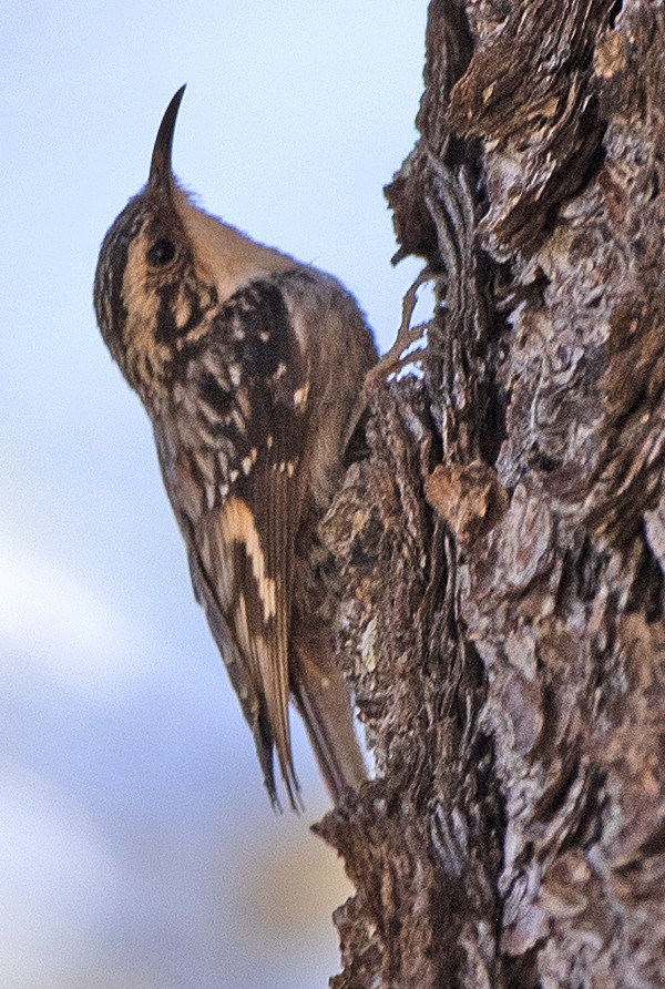 Brown Creeper (albescens/alticola) - ML620074037