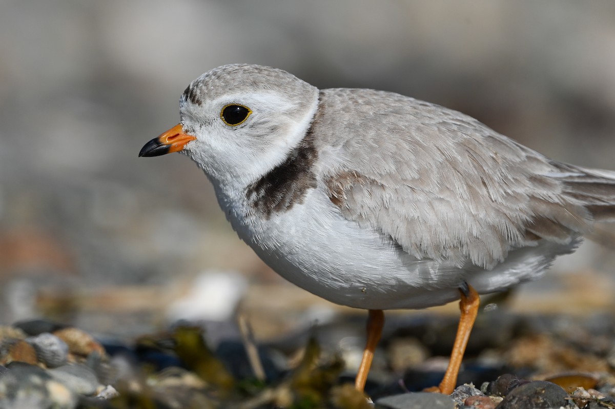 Piping Plover - ML620074038