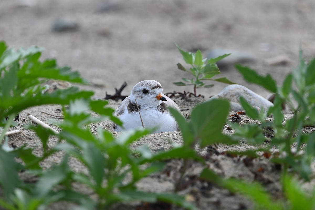 Piping Plover - ML620074044