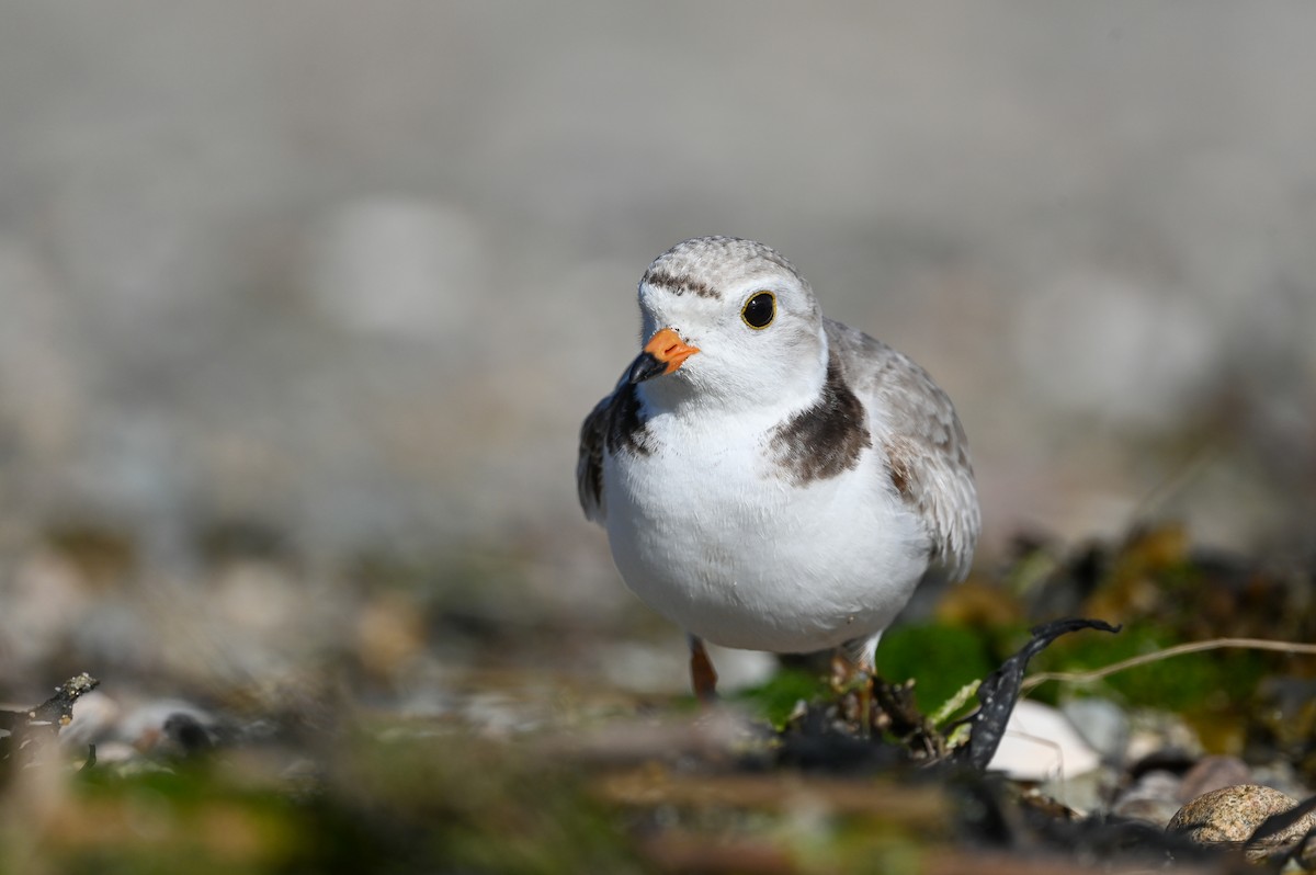 Piping Plover - ML620074052
