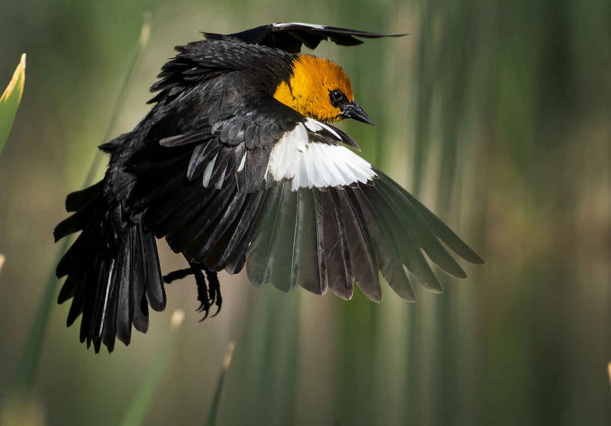 Yellow-headed Blackbird - ML620074055