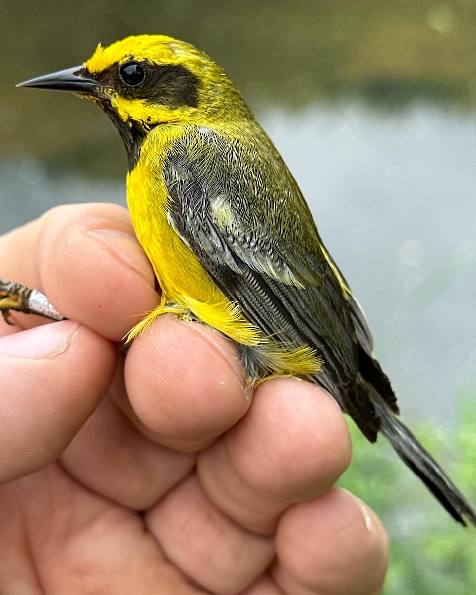 Lawrence's Warbler (hybrid) - Thomas P. LeBlanc