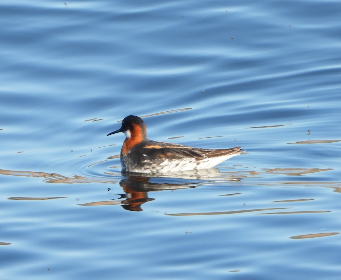 Phalarope à bec étroit - ML620074059