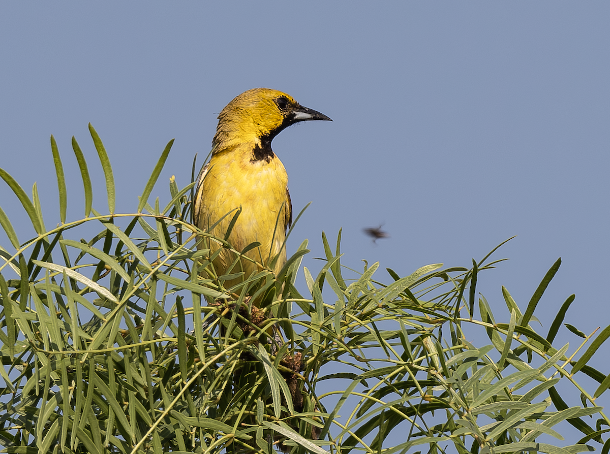 Orchard Oriole - ML620074062