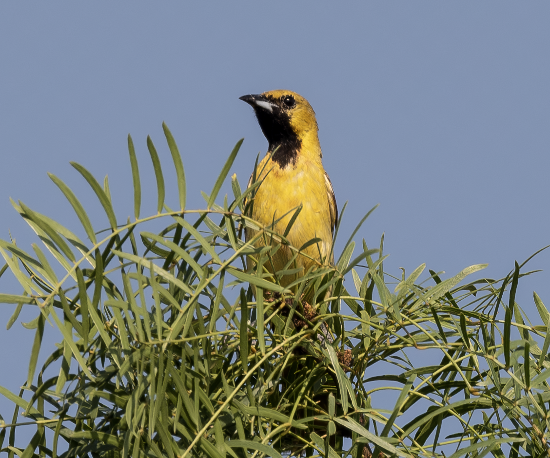 Orchard Oriole - ML620074063