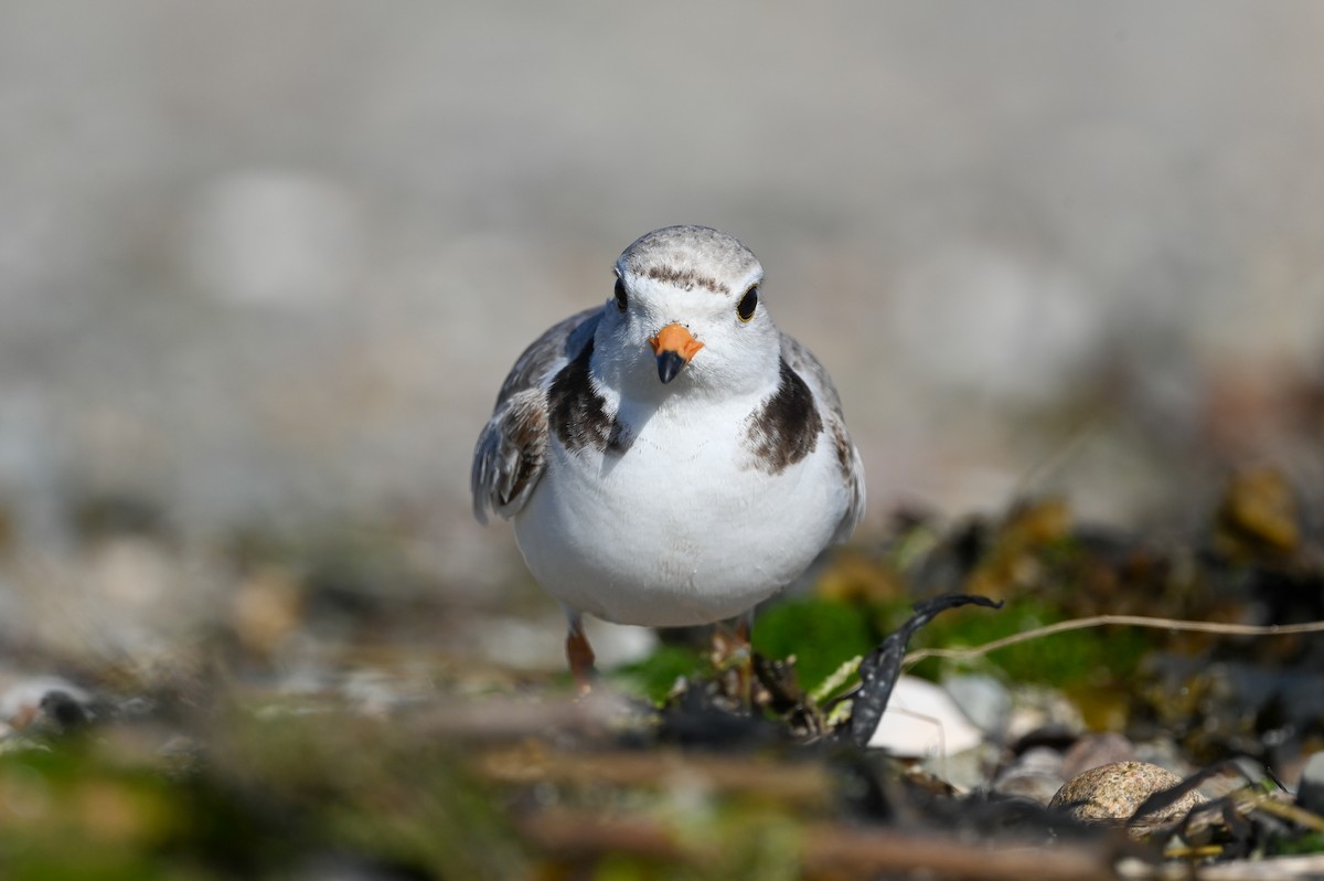 Piping Plover - ML620074064