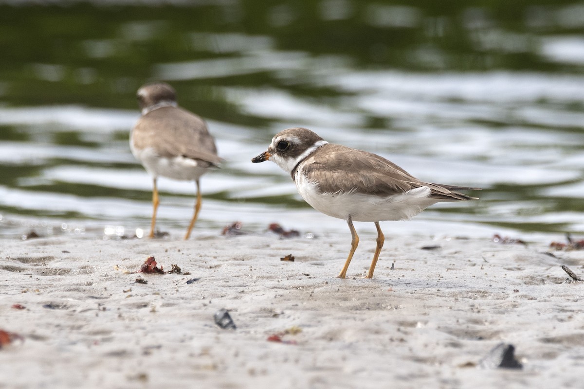 Semipalmated Plover - ML620074069