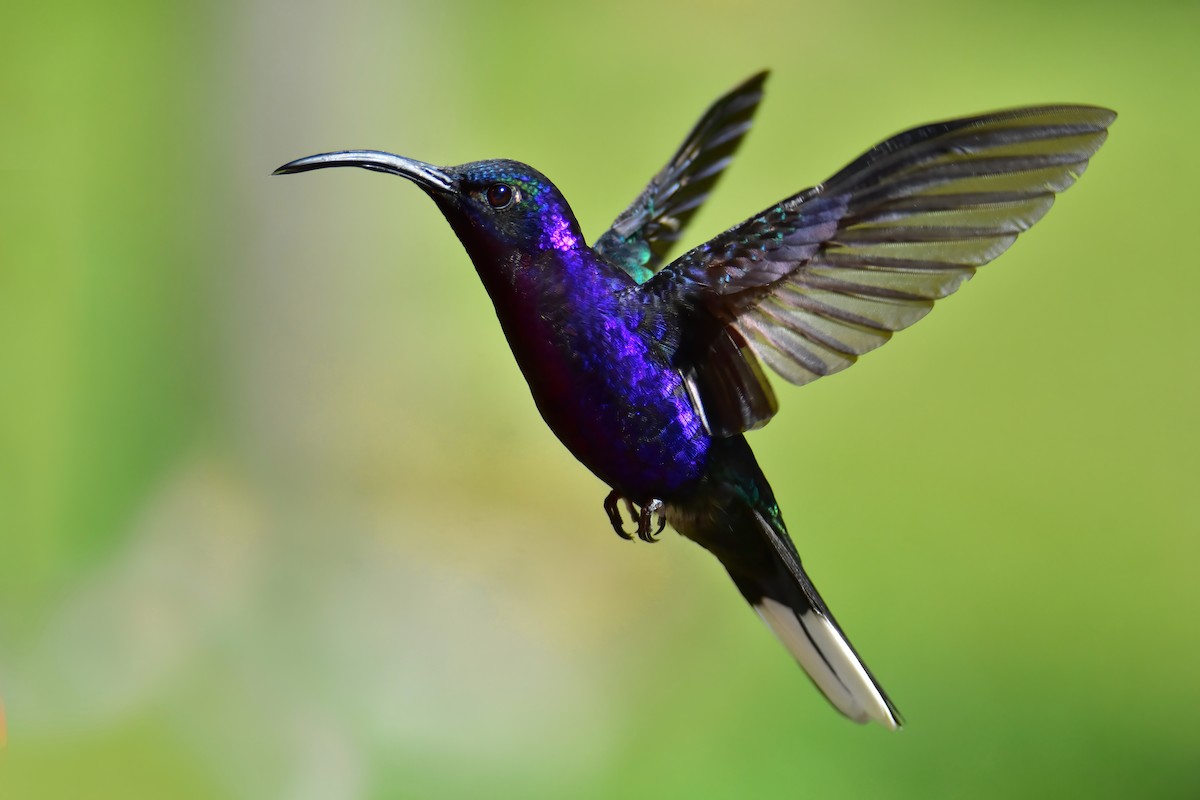 kolibřík fialkový - ML620074070